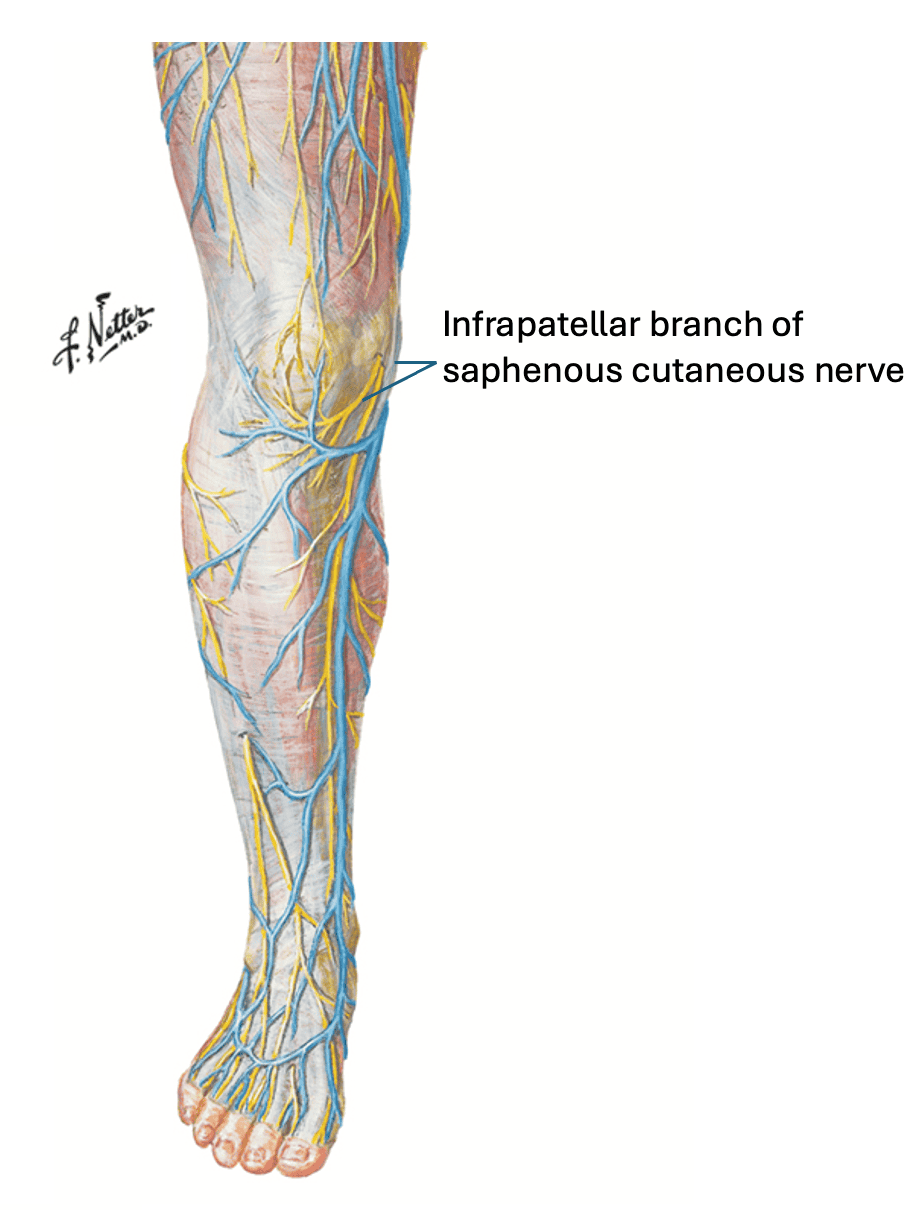 Extra Point Dalun — Medial & Anterior Knee Pain | SPORTSMEDICINEACUPUNCTURE.COM