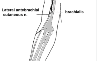 LU 3 and LU 4 Acupoints, Innervation & Clinical Applications | SPORTSMEDICINEACUPUNCTURE.COM
