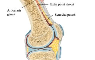 Anterior Knee Pain: Articularis Genus and Extra Point Jianxi | SPORTSMEDICINEACUPUNCTURE.COM